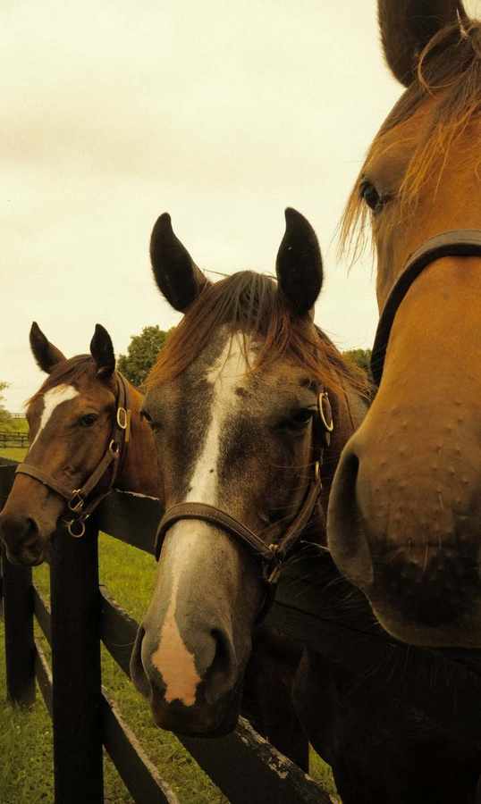Gang on Film photograph 10 by Ellen Chambers
